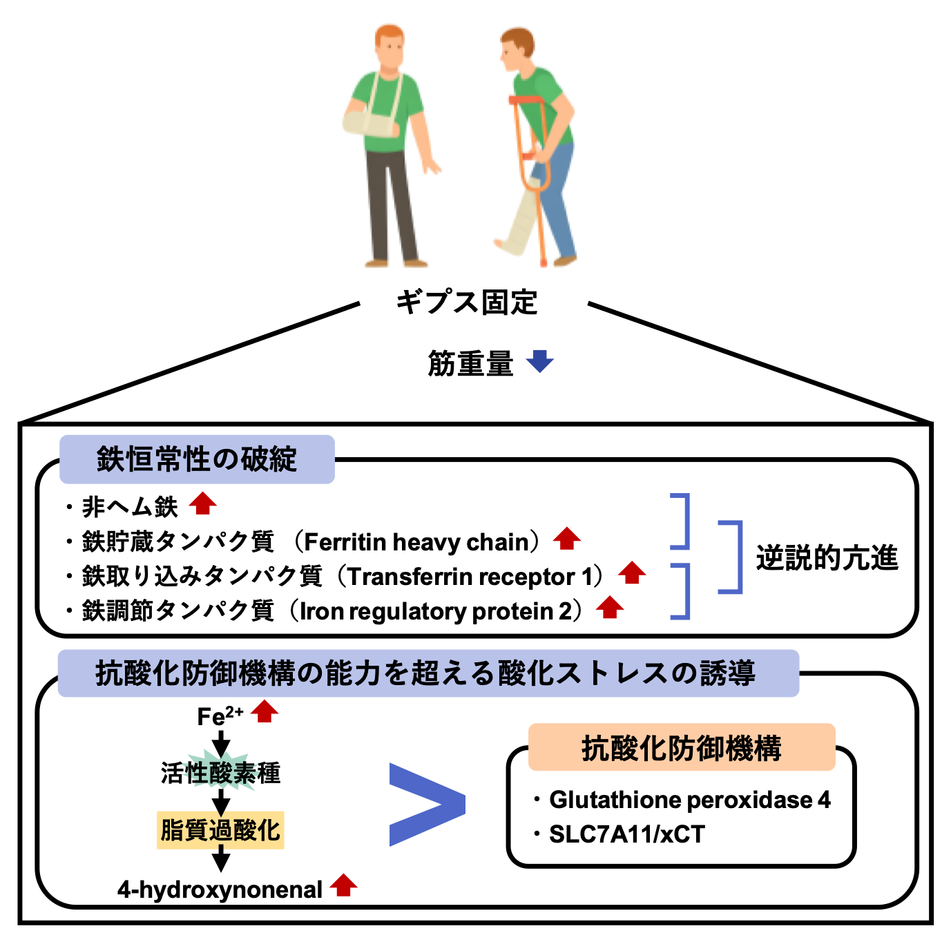 不活動による筋萎縮と鉄恒常性や酸化障害の関係