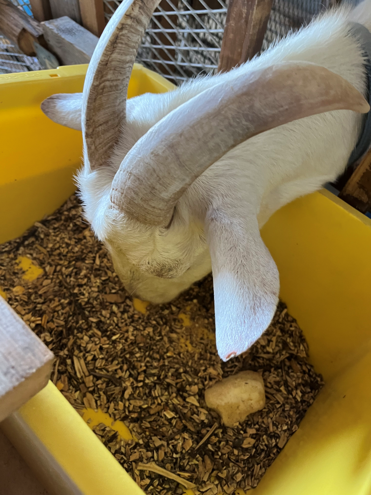 剪定枝チップをヤギが食べる様子