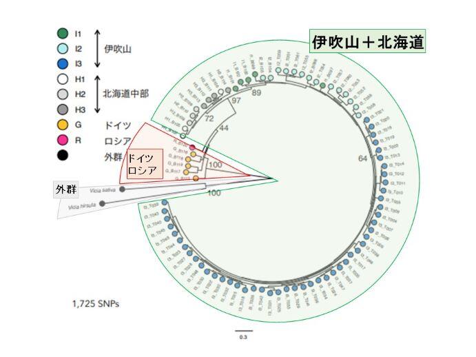 Phylogenetictree.jpg