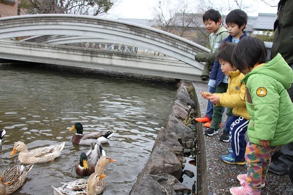 カモにエサやり