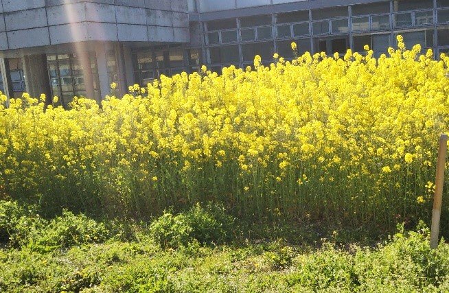 工学部棟と菜の花畑