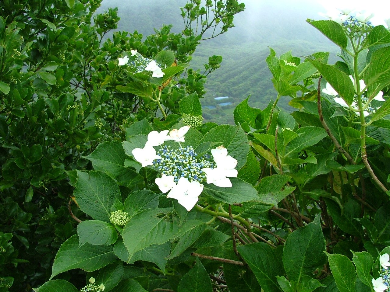 研究に用いられたアジサイの品種「青ヶ島」