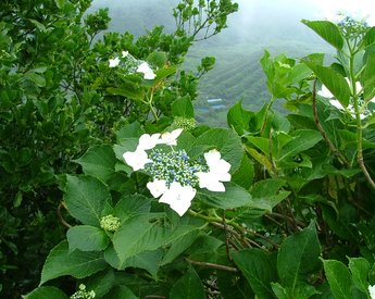 研究に用いられたアジサイの品種「青ヶ島」