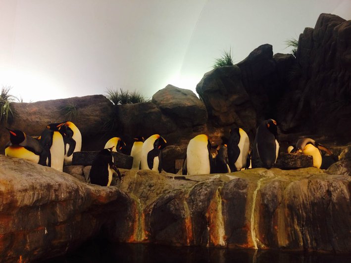 動物園 動物園